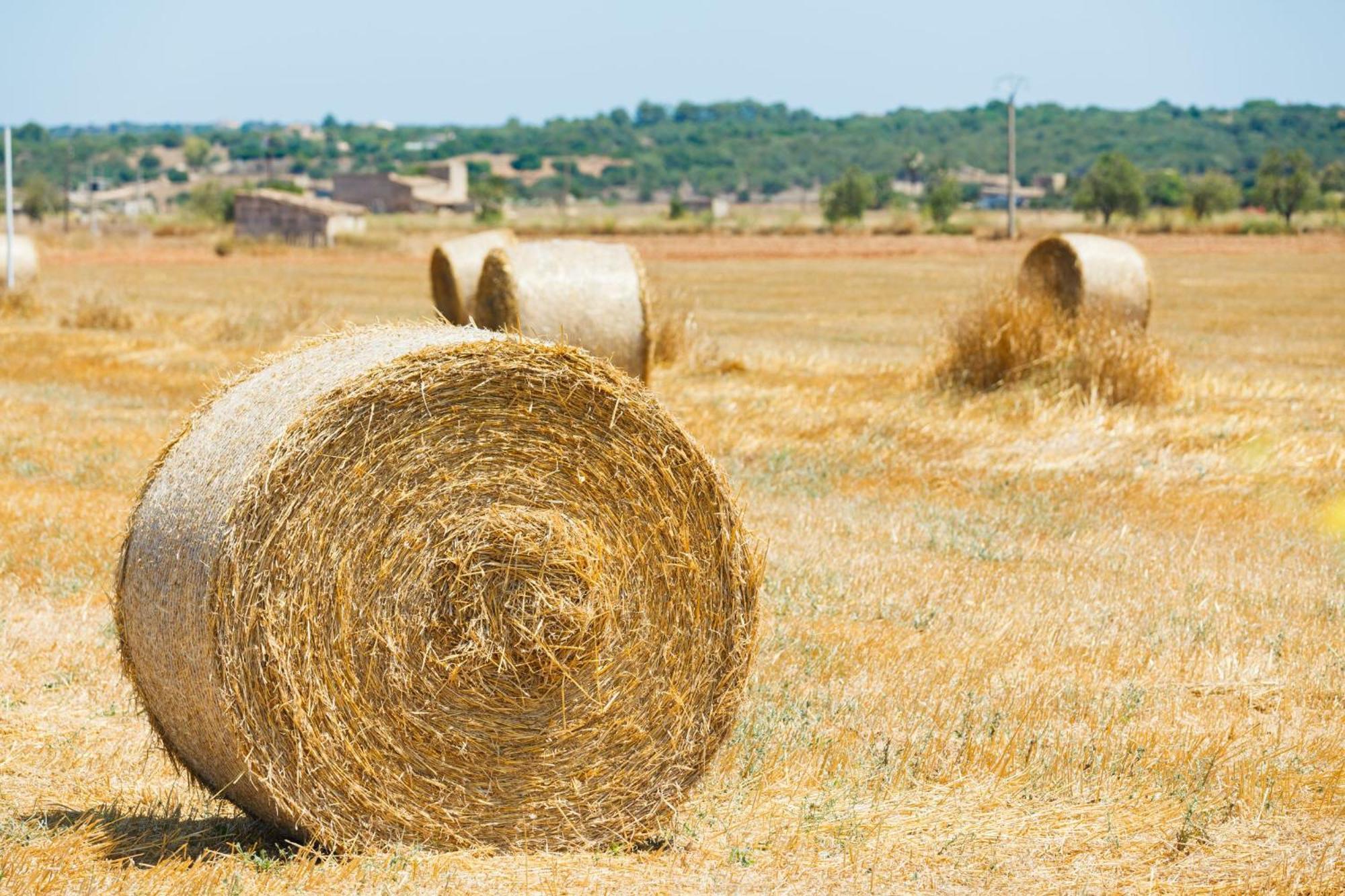 Séjour à la campagne 250 Xisco Domatiga Etv905 By Mallorca Charme